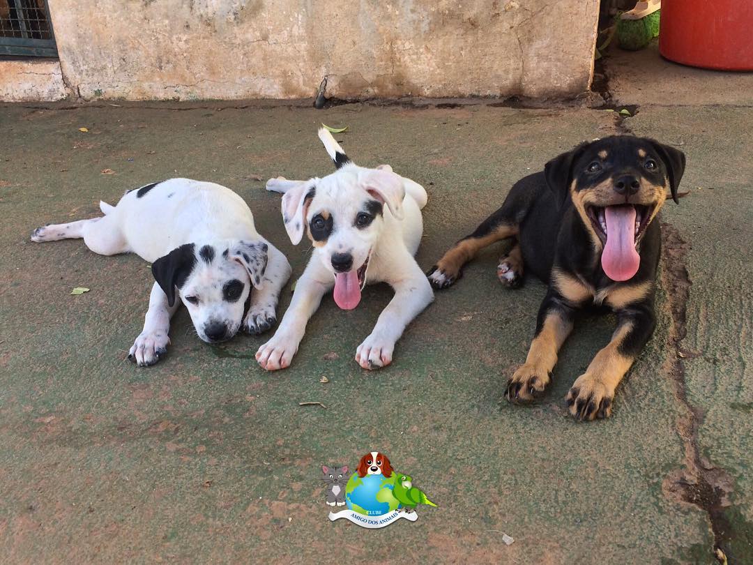 Clube Amigo dos Animais