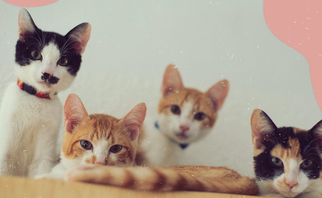 Catland Adoção de Gatinhos