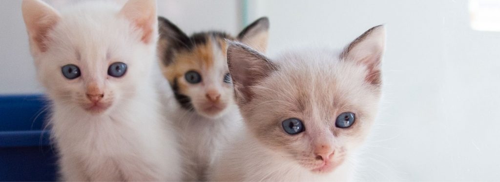 Parceria da rede Petz e Movimento Arredondar arrecada doação por meio do arredondamento de troco apoiando ONGs da causa animal que cuidam de gatinhos e cães abandonados. Agora a parceria lança plataforma online de doação permitindo aos clientes doar outros valores além dos centavos.